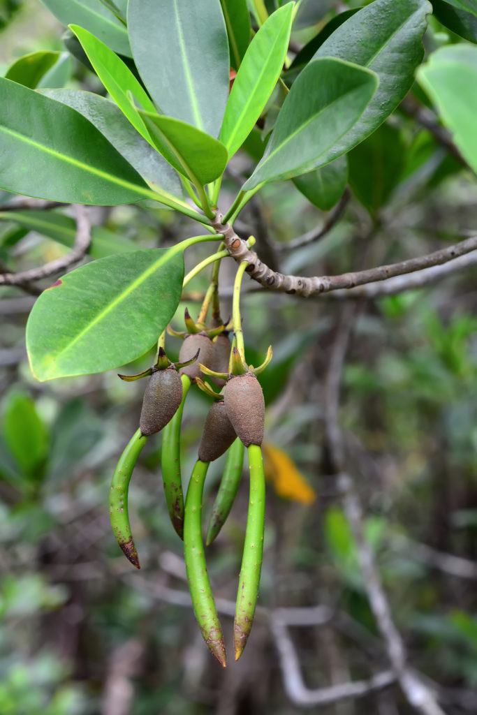 Mangrove Habitat Restoration BioBenthic Florida Keys FL