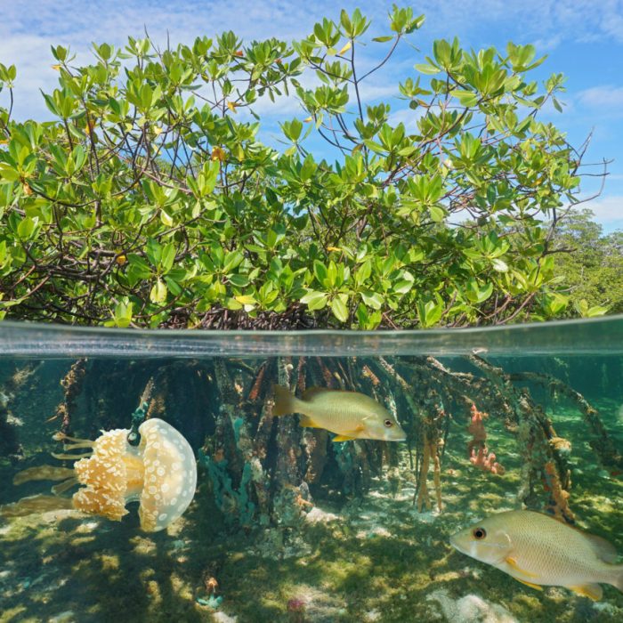 Benthic Surveys BioBenthic Florida Keys FL